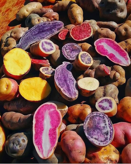 Papas nativas peruanas, producto de origen de la cocina de TAYTA